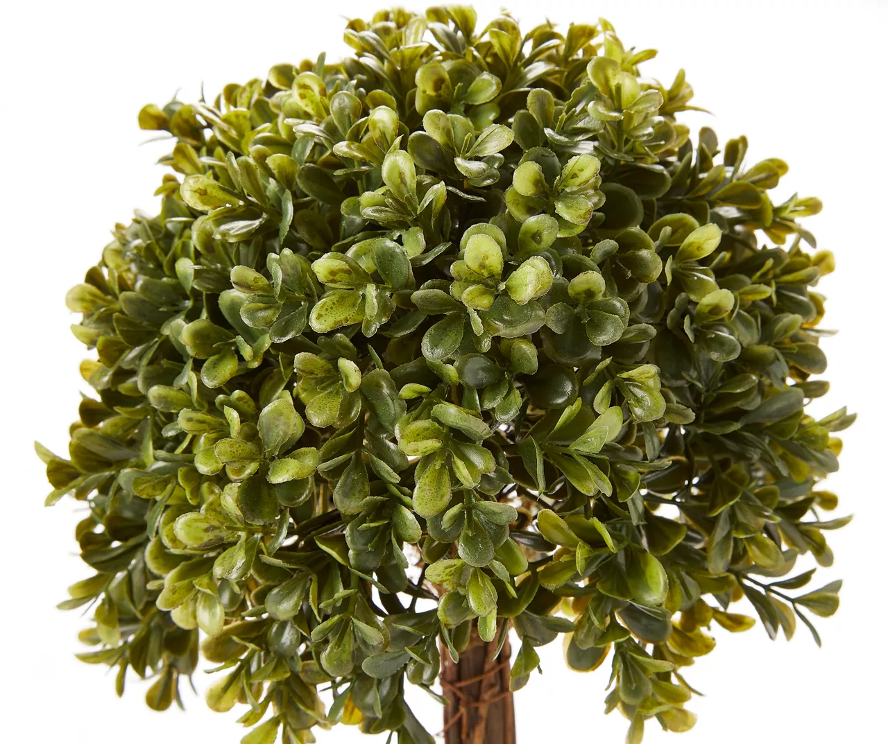 Topiary In Ceramic Pot 2 Topiary In Ceramic Pot - Image 2