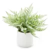 Fern In White Ceramic Pot