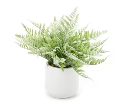 Fern In White Ceramic Pot